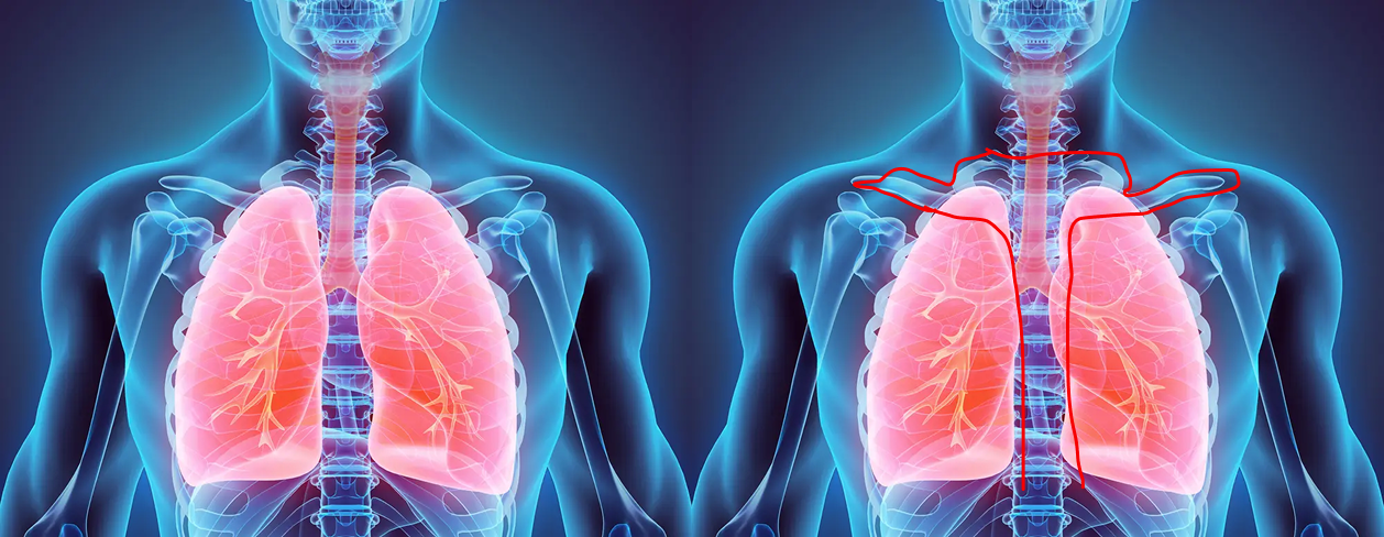 El árbol respiratorio y los pulmones integrados en la geometría viva del Ankh